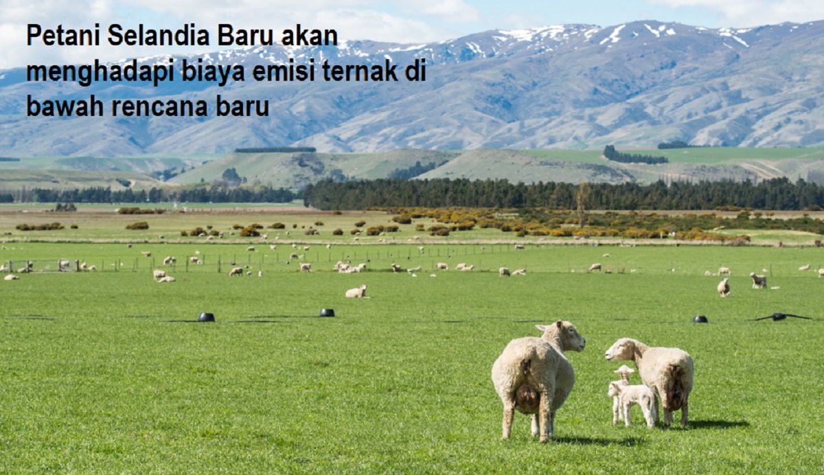 Petani Selandia Baru akan menghadapi biaya emisi ternak di bawah rencana baru